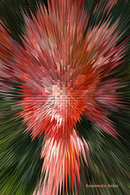 Flower-Explosion-XI